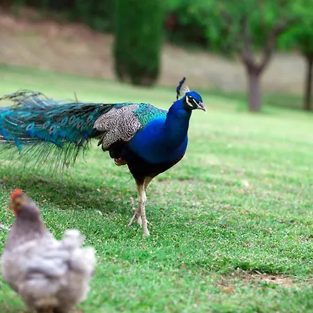 农家乐 阿格里图里斯莫卡萨帝罗德酒店