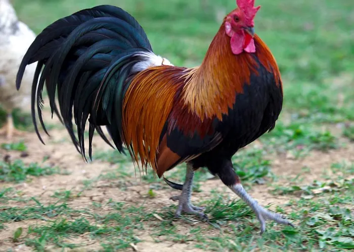 阿格里图里斯莫卡萨帝罗德酒店 *